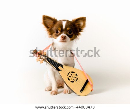 cute long haired chihuahua puppies. cute long haired chihuahua