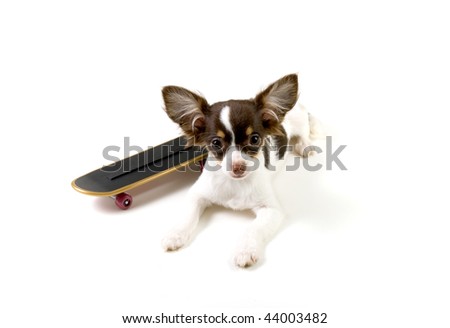 pictures of long haired chihuahua puppies. white long haired chihuahua