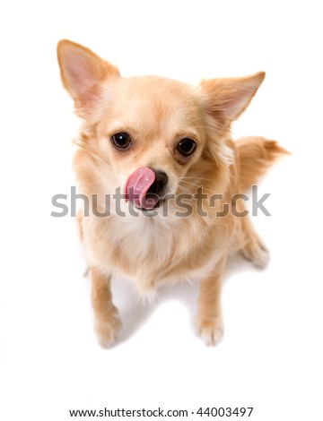 long haired chihuahua pictures. Creme, Long Hair chihuahua