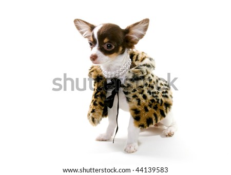 white long haired chihuahua puppy. stock photo : Rich brown and white long hair chihuahua puppy dog wearing a