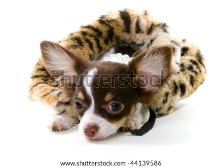 long haired chihuahua puppies for sale in missouri. long hair chihuahua puppy