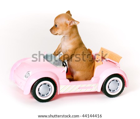 8 Week Old Chihuahua Puppy Sitting In A Pink Convertible Toy SportsCar With 