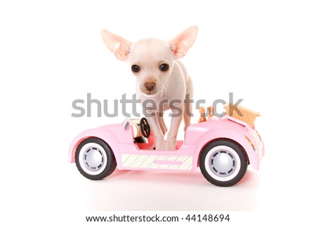 stock photo Puppy Car Chihuahua Sitting in a pink convertible toy sports