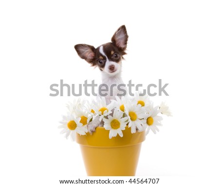 cute long haired chihuahua puppies. long haired chihuahua puppy.