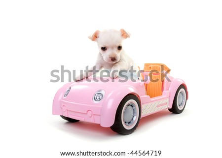 short Hair Chihuahua Puppy Sitting in a pink convertible toy sports car
