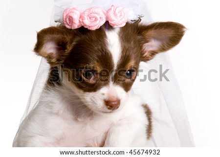  Blushing Bride Brown and white chihuahua Puppy Wearing wedding Veil