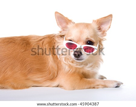 pictures of long haired chihuahua puppies. long hair chihuahua puppy