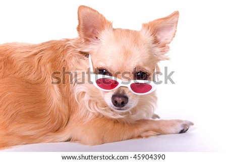 long haired chihuahua pictures. Brown long hair chihuahua