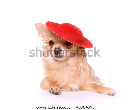 brown long haired chihuahua puppy. Brown long hair chihuahua