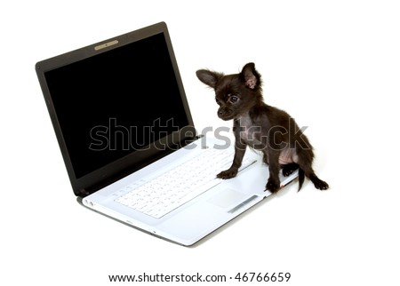 long haired chihuahua black. long haired chihuahua black