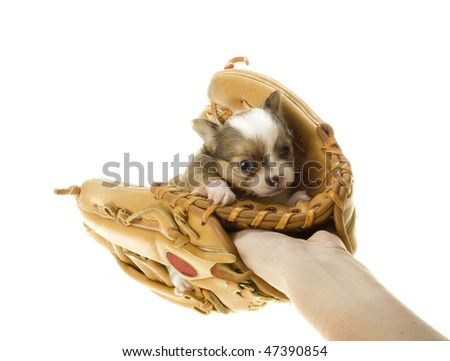 brown long haired chihuahua puppy. stock photo : Newborn Brown and white, tiny, long hair Chihuahua Puppy Sitting inside