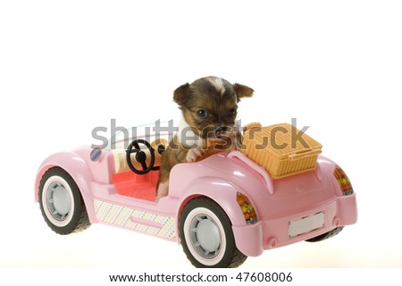 stock photo Chihuahua Puppy Sitting in a pink convertible toy sports car