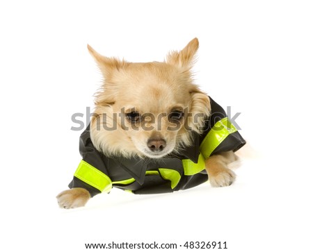 stock photo : Fireman Puppy: Light Brown long hair chihuahua puppy dog 