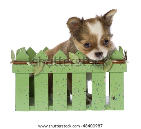 cute long haired chihuahua puppies. long haired chihuahua puppy