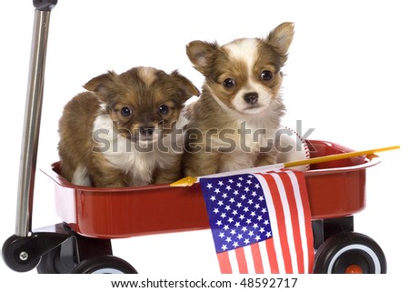brown long haired chihuahua puppies. white long hair Chihuahua