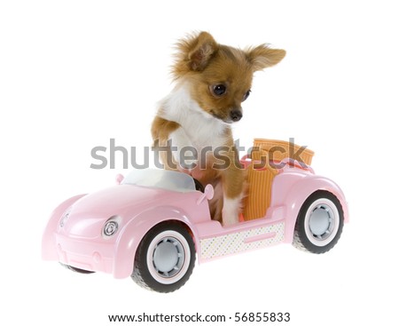  and white Chihuahua Puppy Sitting in a pink convertible toy sports car