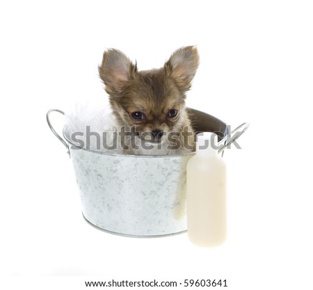 brown long haired chihuahua puppy. stock photo : Puppy Day at the Spa: rown and white long hair, Chihuahua