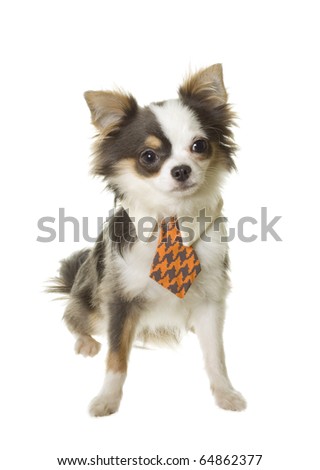 miniature long haired chihuahua puppies. black long haired chihuahua
