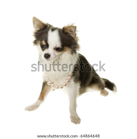 black long haired chihuahua puppy. lack long haired chihuahua