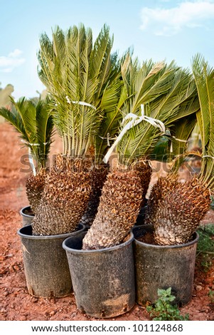 Palm Tree Planting