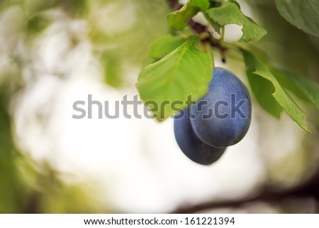 Plums on branch, close up