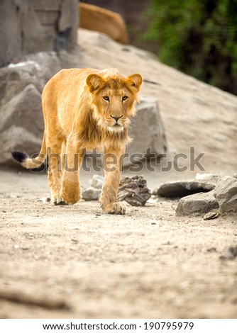 young lion walking in sunny day