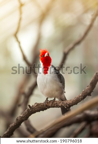 Beautiful bird with red head standing on branch