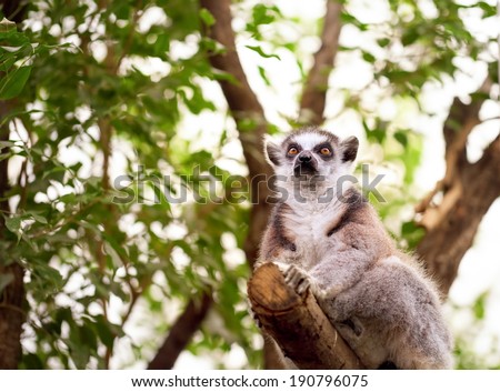 Ring tailed lemur perched on top of a tree/Ring Tailed Lemur
