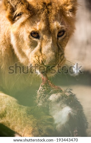 Young lion  eating  raw flesh