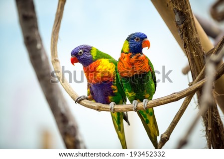 Parrot couple with red beak