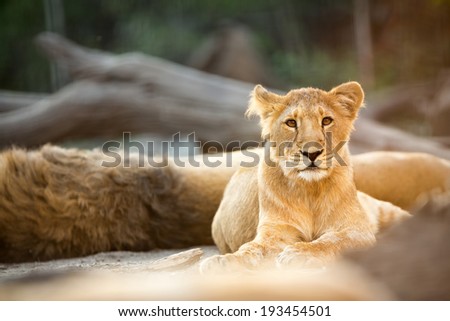 Beautiful young lion resting