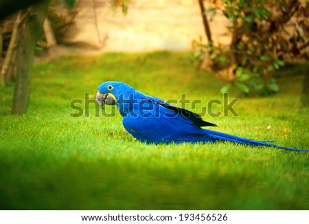 colorful parrot (Blue Parrot) on grass