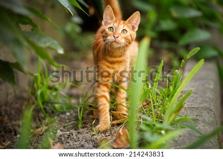 Cute domestic kitten looking up, outdoor