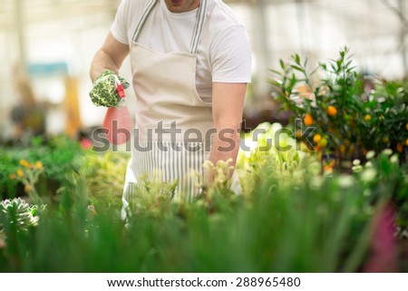 man watering flowers in greenhouse
