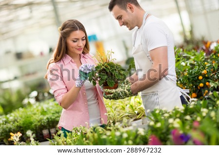 Workers in process of tending a plant in hothouse