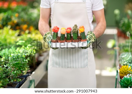 Male Botanist holding cactuses with flowers in greenhouse