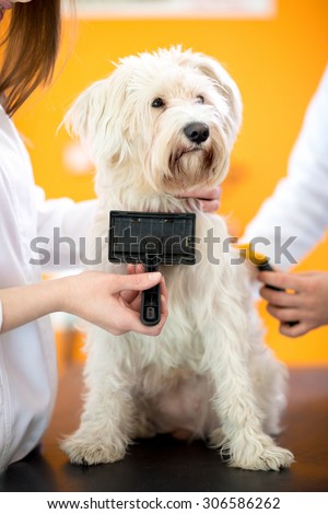 Brushing and care of beautiful Maltese dog in vet clinic