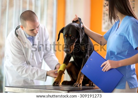 bandaging a bandage on dog \'s hurt paw by veterinarian in vet infirmary