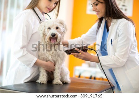 Veterinarians shaving sick Maltese dog and preparing for intervention