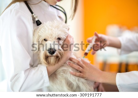 Sick sad Maltese dog receive injection in vet clinic