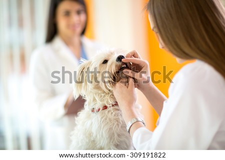 Checking teeth of cute Maltese dog by veterinarian in vet clinic