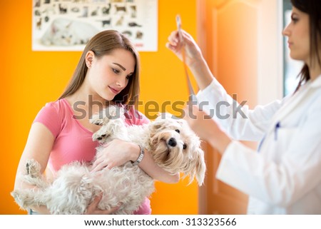 Girl holding sick maltese dog while veterinarian reading x ray of maltese dog