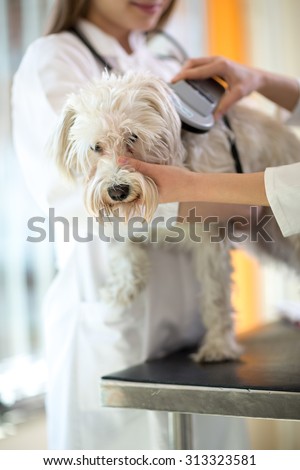 Veterinarian checking microchip implant on Maltese dog in vet clinic