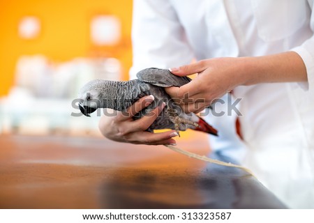 Examination of sick African gray parrot in vet clinic