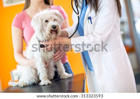 Veterinarian checking up sick Maltese dog with stethoscope in vet clinic