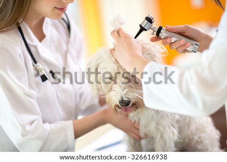 Hearing checkup of Maltese dog by veterinarians in vet infirmary