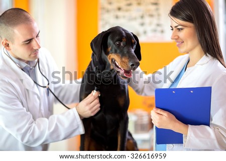 Veterinarians checking up sick Great Done dog with stethoscope in vet clinic