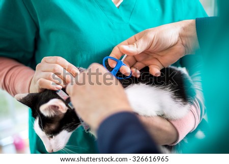 Veterinarians putting microchip on cat in vet ambulant