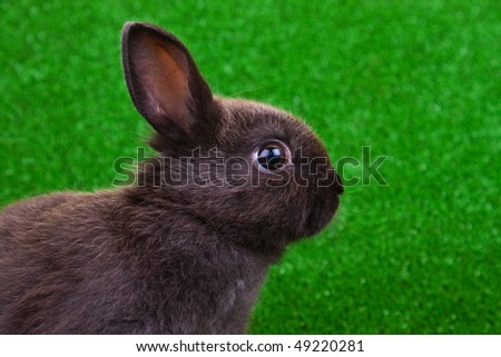 close-up of cute black rabbit on green grass