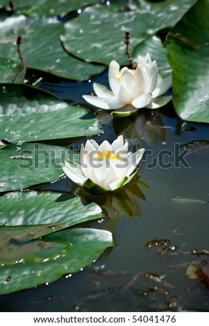 photo of white delicate water lilys floating in water